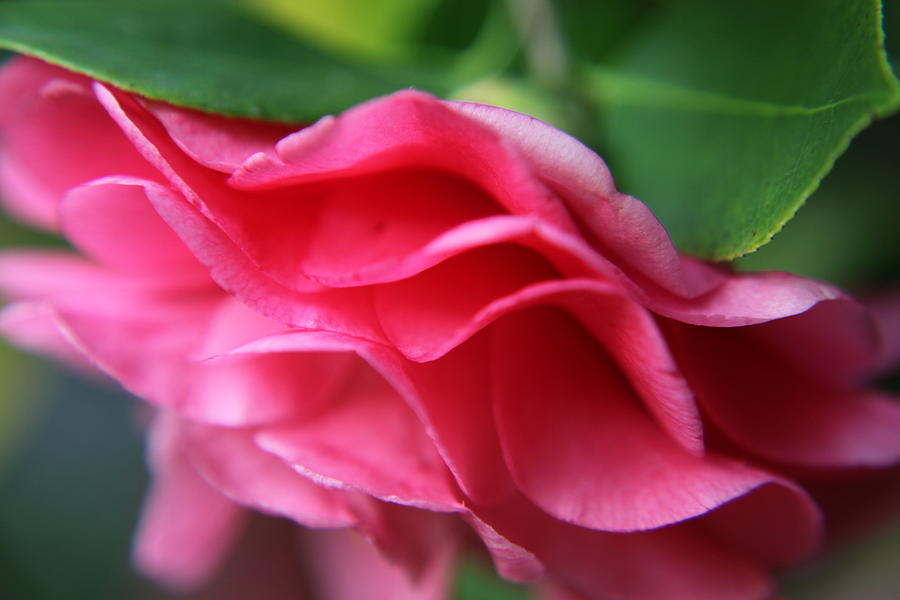 Dancing Petals Of The Camellia Photograph