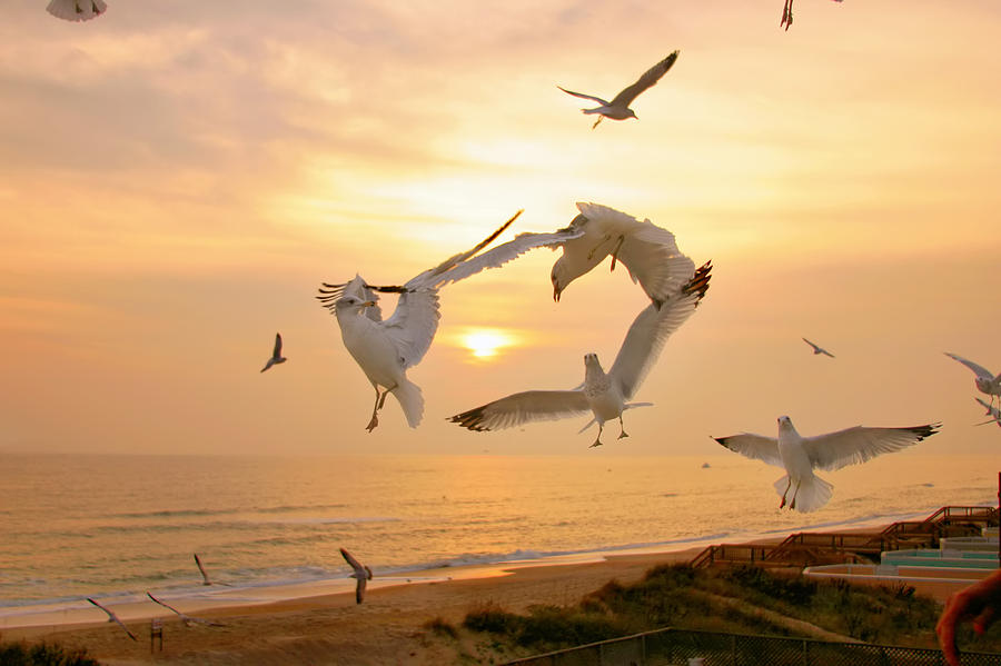 Dancing Seagulls Photograph by Mary Almond