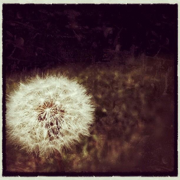 Snapseed Photograph - #dandelion - Created With #snapseed by Manan Shah