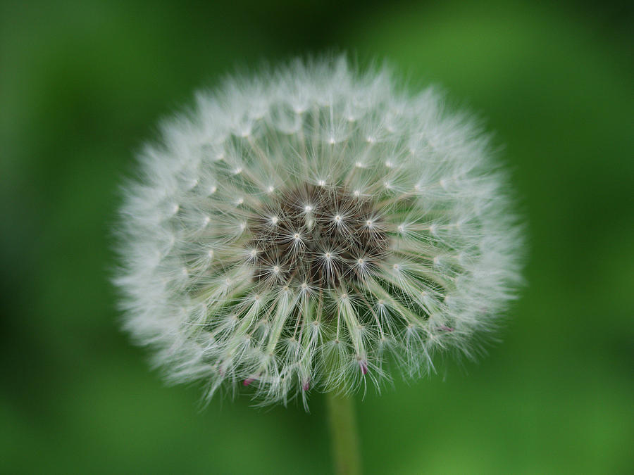 Dandelion also known as The Lion's Tooth Photograph by Randall Nyhof ...