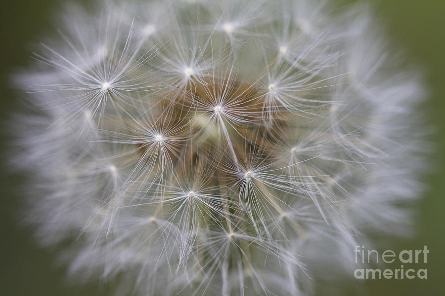 Dandelion Clock. Photograph by Clare Bambers