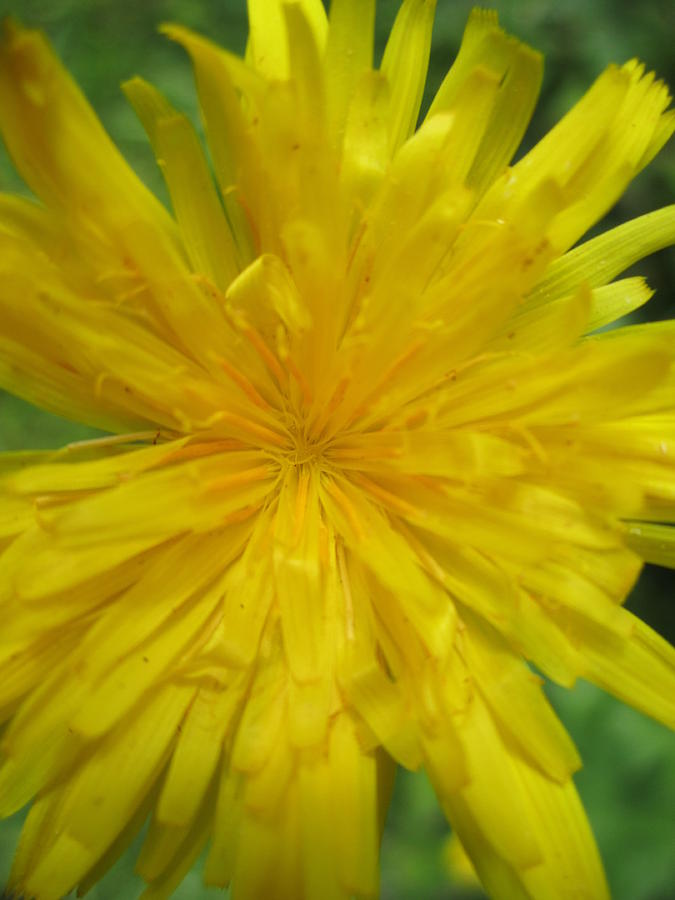 Dandelion Close Up Photograph by Kym Backland