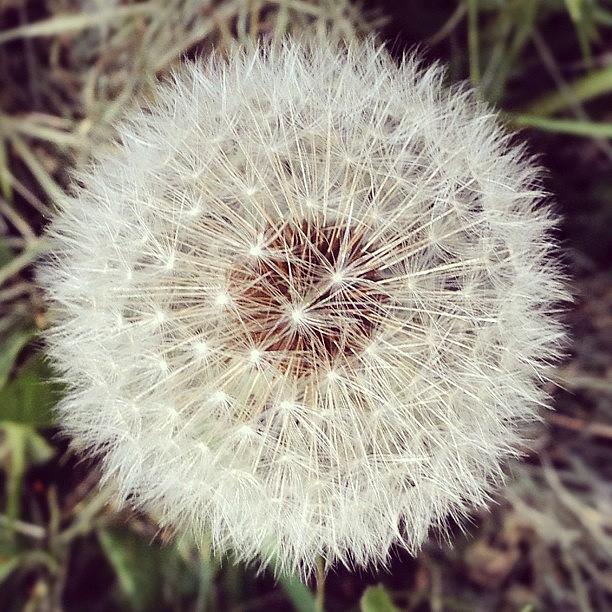 Beautiful Photograph - #dandelion #closeup #macro #white by Joe Marino