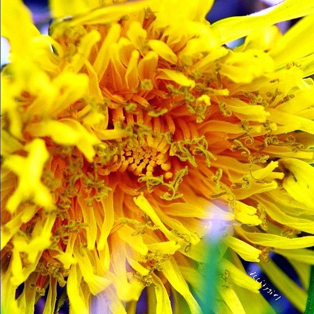 Nature Photograph - Dandelion Dont Tell No Lies by Dccitygirl WDC