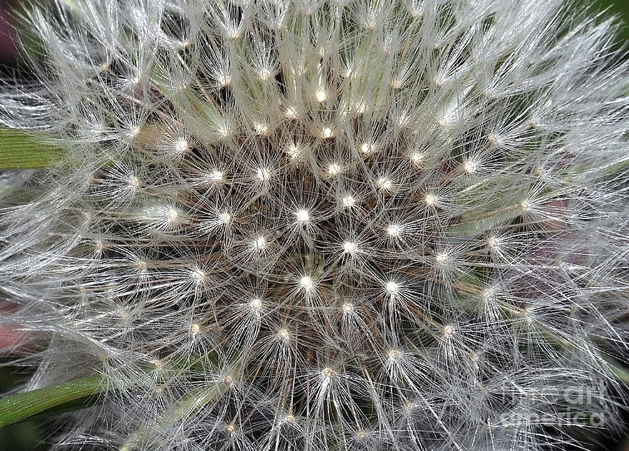 Dandelion Dream Puff II Photograph by Laura Mountainspring