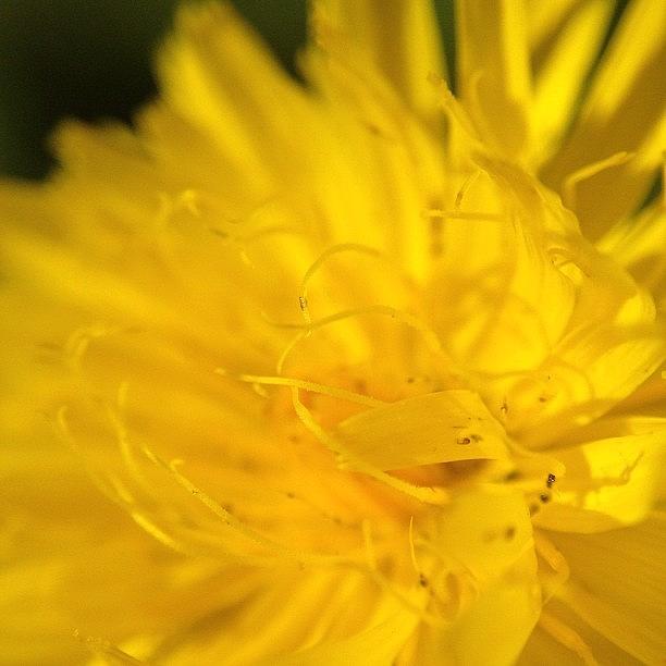 Flowers Still Life Photograph - Dandelion Dreams by Rillaith