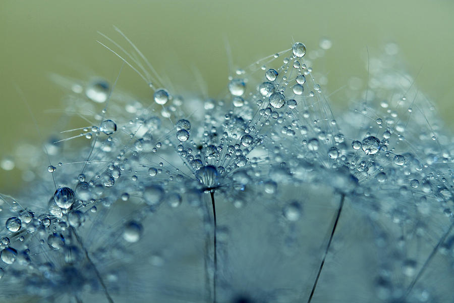 Dandelion Drops in Blue Photograph by Sharon Johnstone
