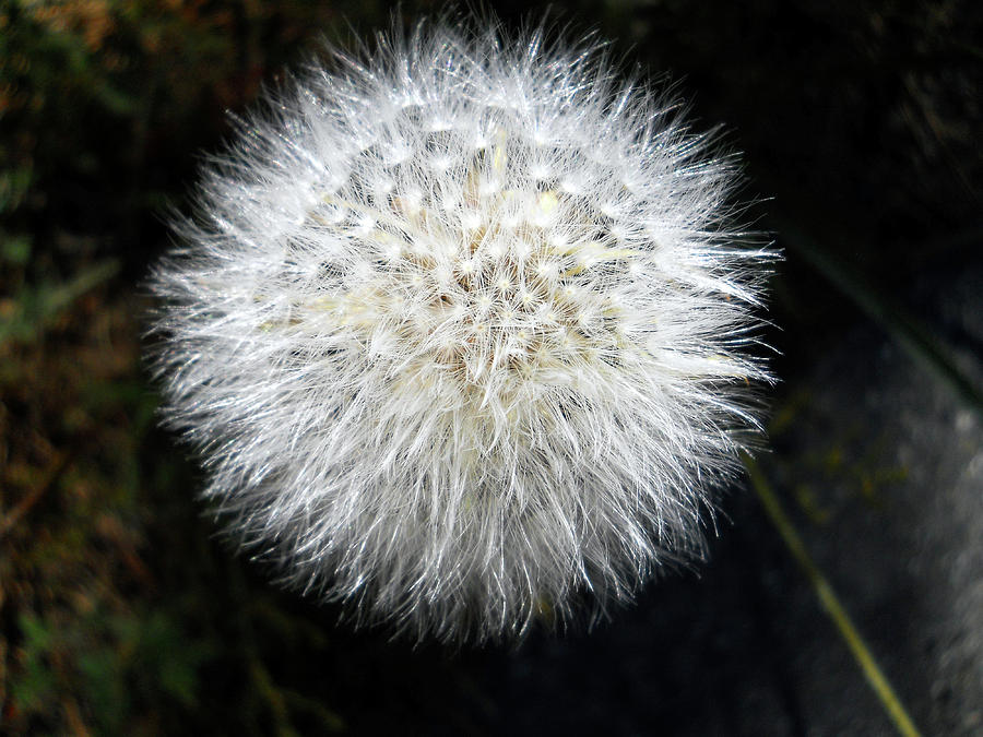 Dandelion Photograph by Eric Forster