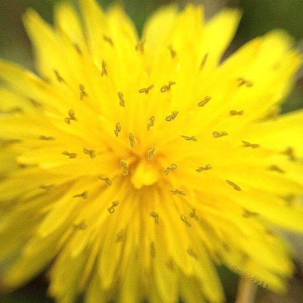 Dandelion For The #macro_power_hour Photograph by Rebekah Moody