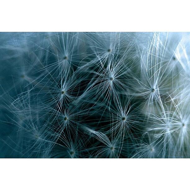Nature Photograph - Dandelion II | I Have Now Reached 100 by Robin Hedberg