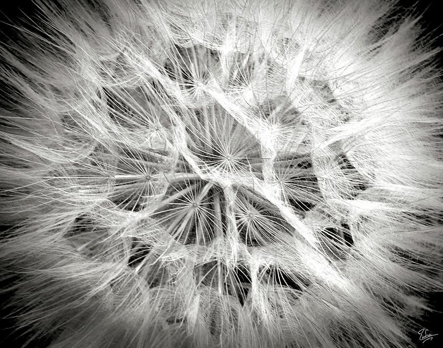 Flower Photograph - Dandelion in Black and White by Endre Balogh