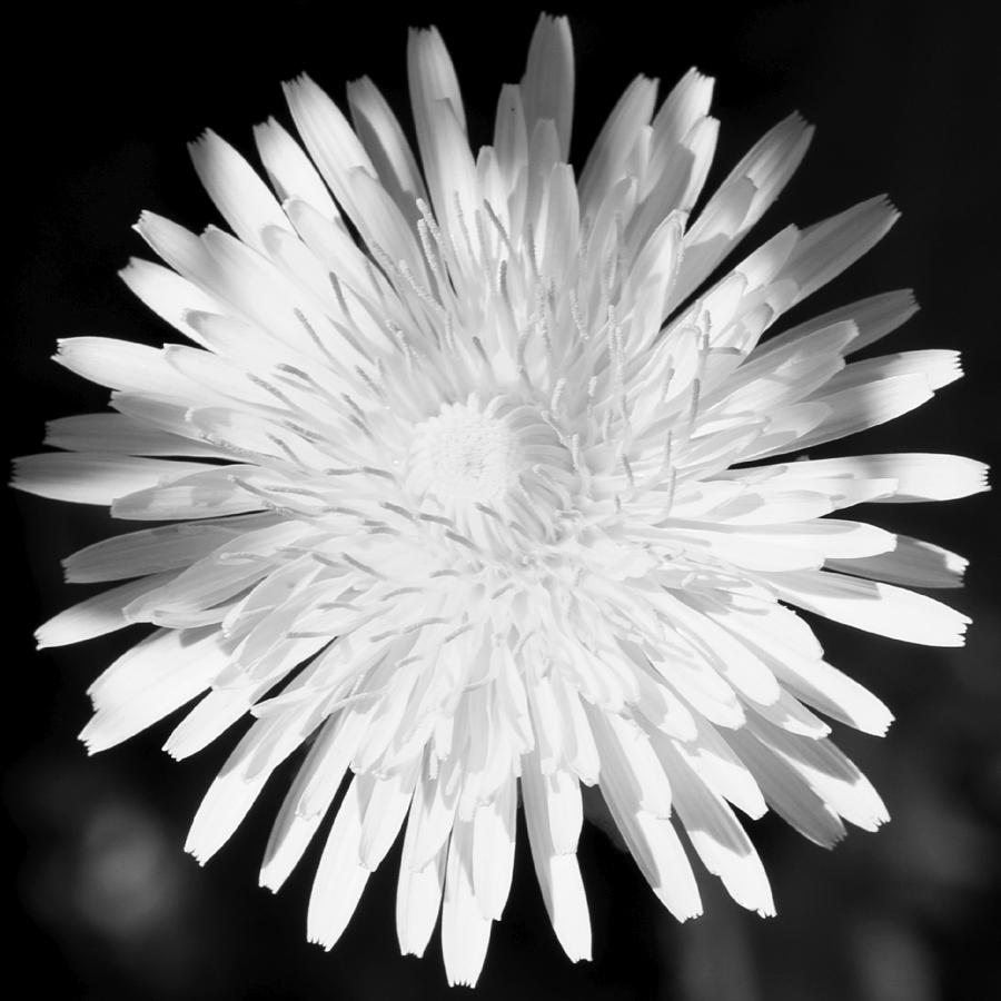 Dandelion in Black and White Photograph by Mark J Seefeldt
