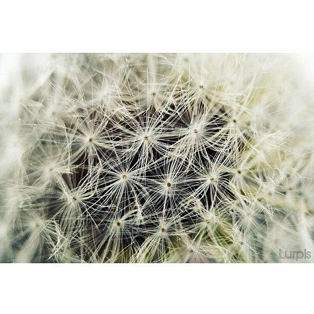 Nature Photograph - Dandelion #iphonesia #instagood by Robin Hedberg