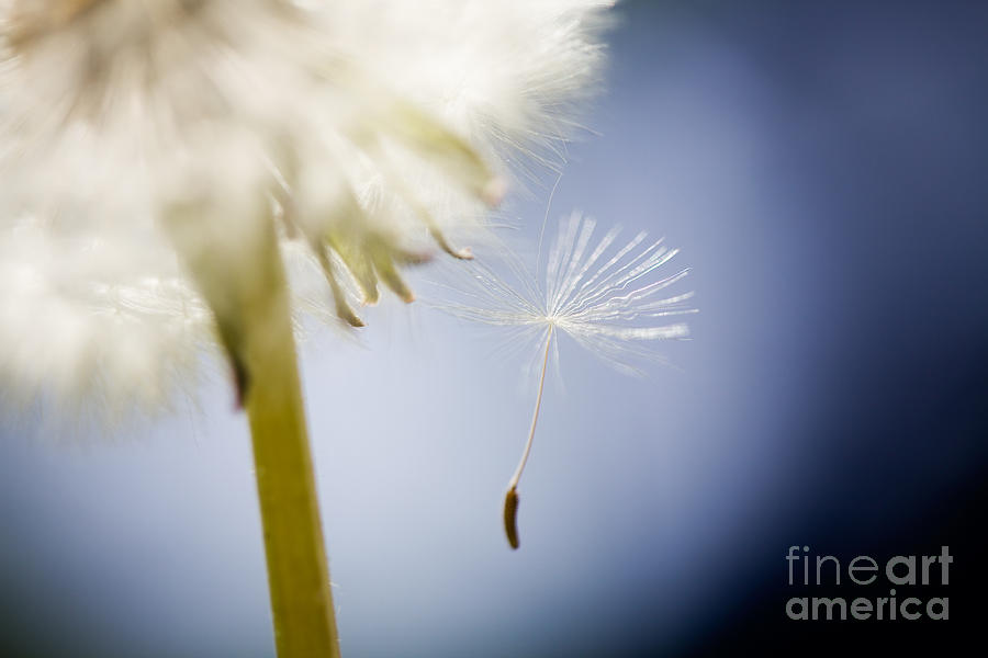 Dandelion Photograph by Kati Finell