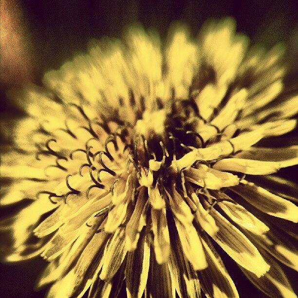 Macro Photograph - #dandelion #macrogardener #weeds by Jen Flint