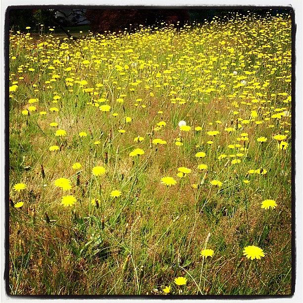 Dandelion Meadow. #igers_seattle Photograph by Kevin Smith