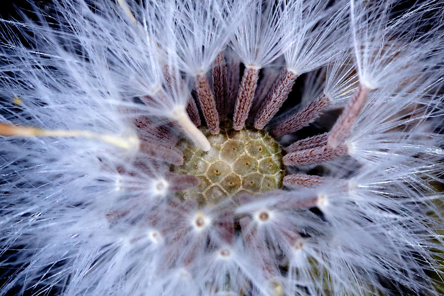 Dandelion  Photograph by Naomi Clarke