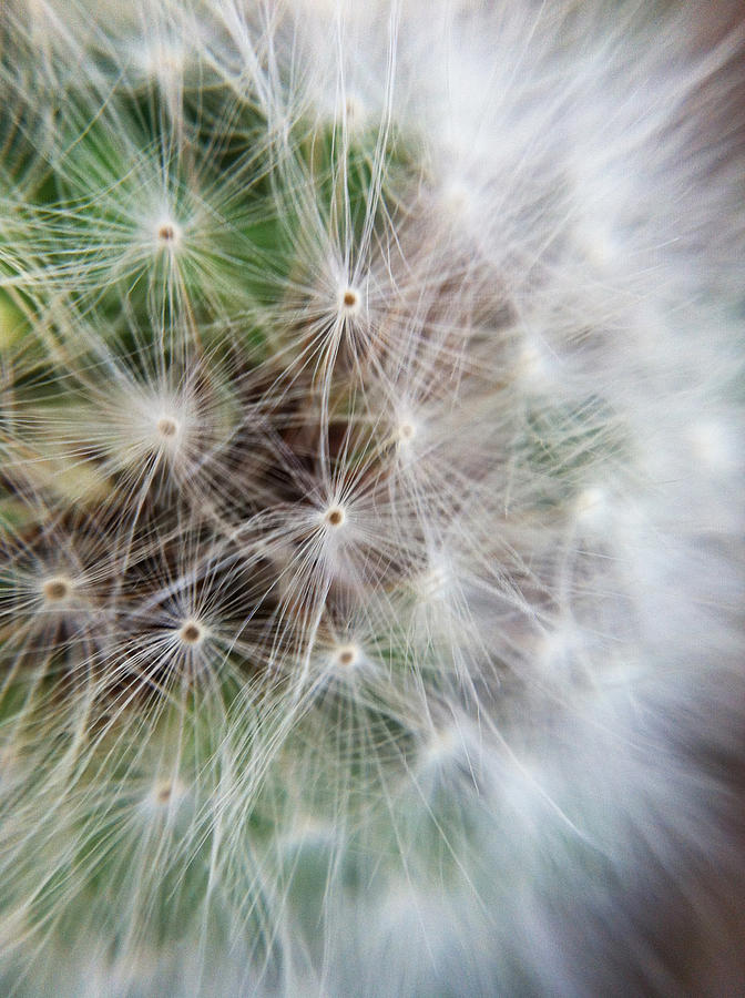 Dandelion Photograph by Naomi Wittlin