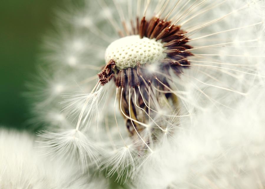 Dandelion No1 Photograph by Falko Follert - Fine Art America