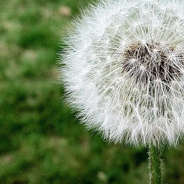 Jj Photograph - #dandelion #nofilter #noedit #weed by Kelly Clemente