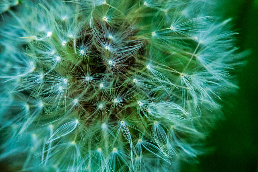 Dandelion Puff-Green Photograph by Toma Caul