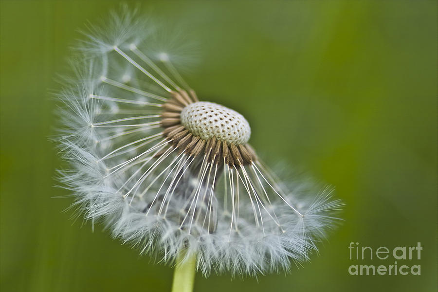 Nature Photograph - Dandelion Seed Head by Heiko Koehrer-Wagner