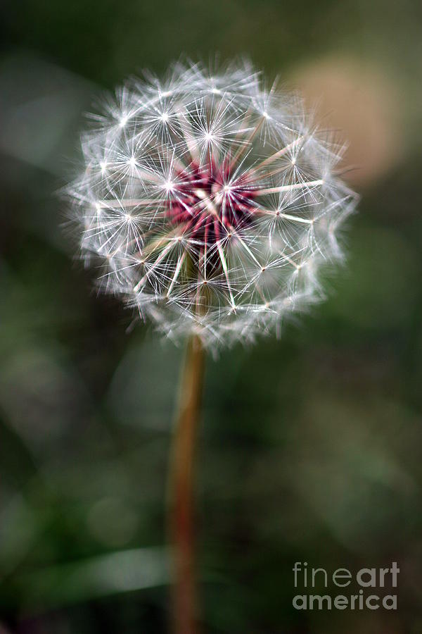 Dandelion Seed Head Photograph