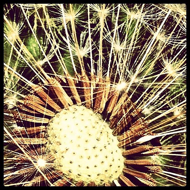 Nature Photograph - #dandelion #seed #head #plant by Miss Wilkinson