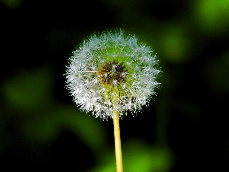 Dandelion Seed Head Photograph by Richard Gregurich