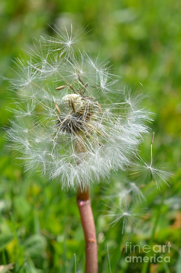 Dandelion Seed Head Tiny parachutes Photograph by Lila Fisher-Wenzel