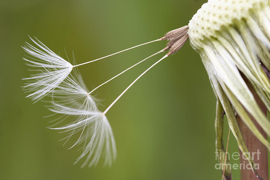 Dandelion Seed Photograph
