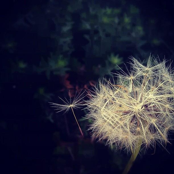 Winter Photograph - #dandelion #seed #wish #delicate by Vincy S