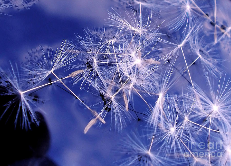 Dandelion Seeds Floating On Water Photograph by Kaye Menner