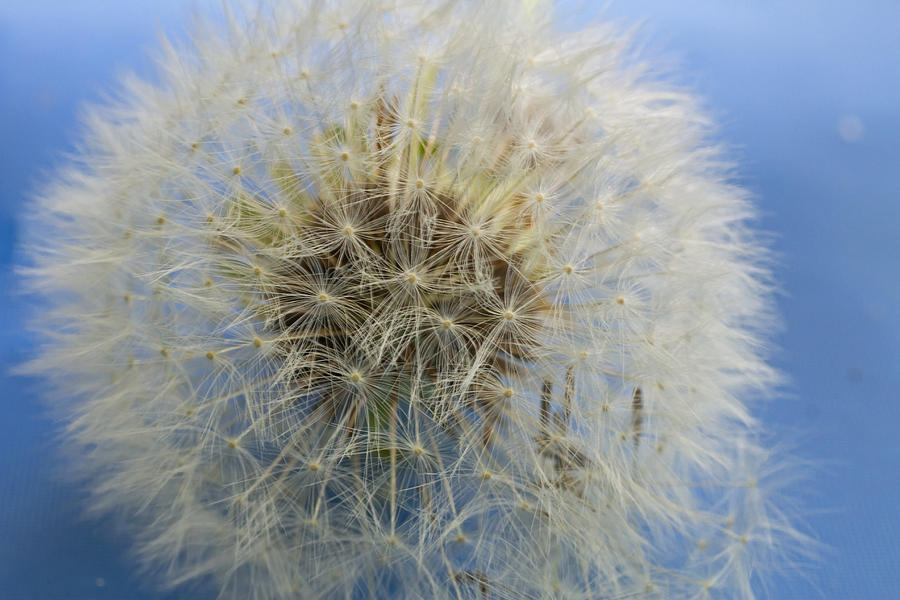 Dandelion Seeds Photograph by Wayne Stabnaw | Fine Art America