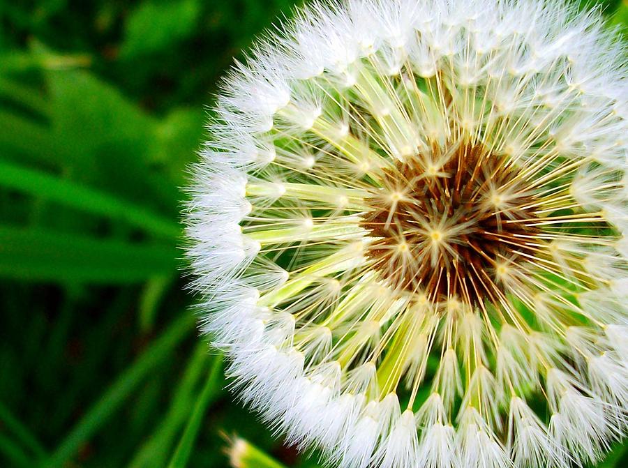 Nature Photograph - Dandelion by Sherry  Kepp