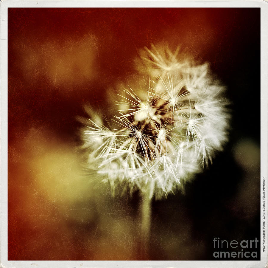 Flower Photograph - Dandelion by Silvia Ganora