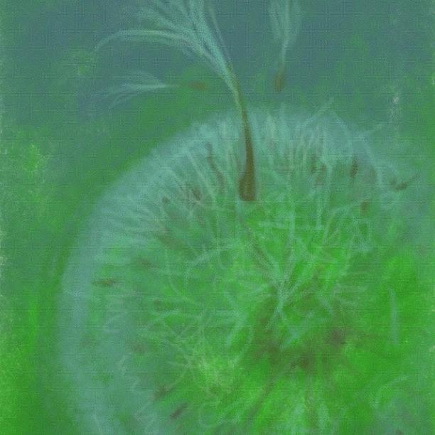 Brush Photograph - #dandelion #sketch by Jeff Reinhardt