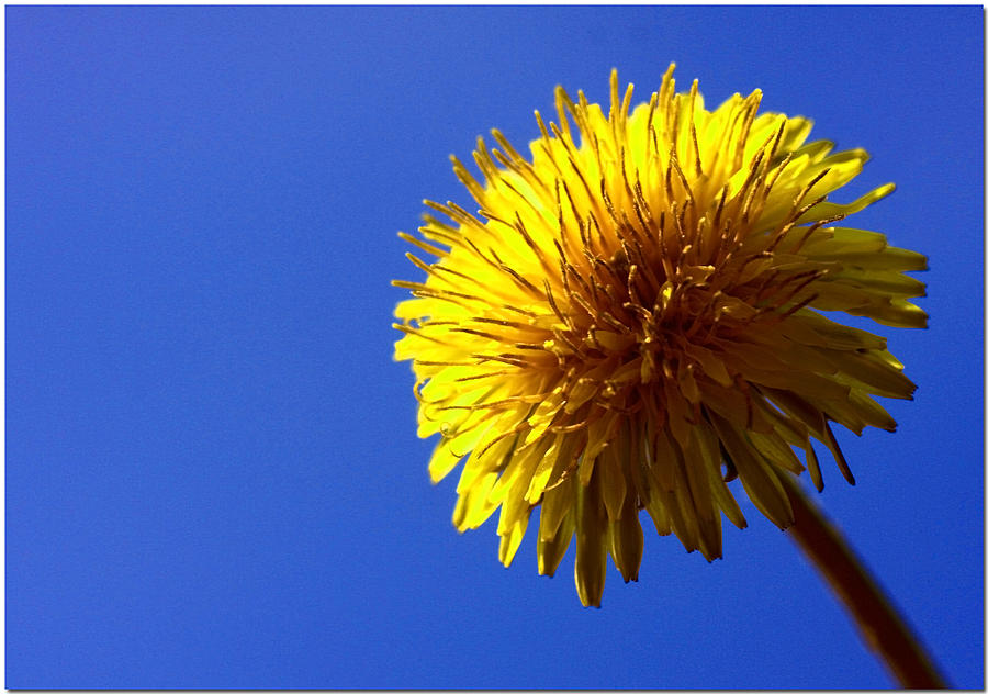 Nature Photograph - Dandelion Sky by Chet King