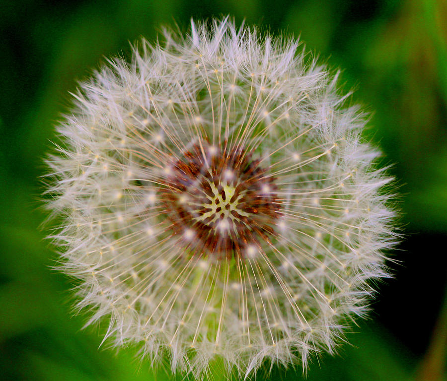 Dandelion Star Photograph by Gigi Kobel - Fine Art America