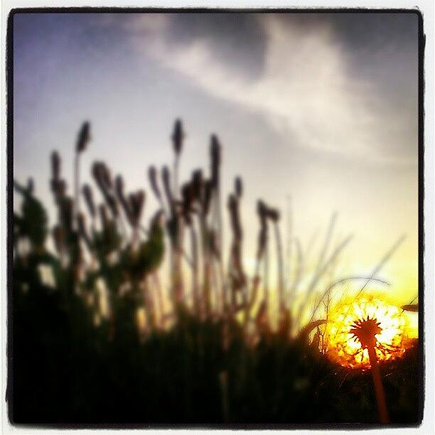 Sunset Photograph - #dandelion #sunset #today #blur #golden by Linandara Linandara