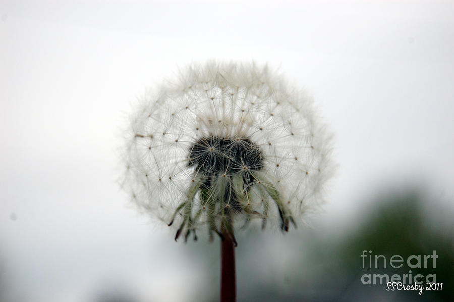 Dandelion Photograph by Susan Stevens Crosby