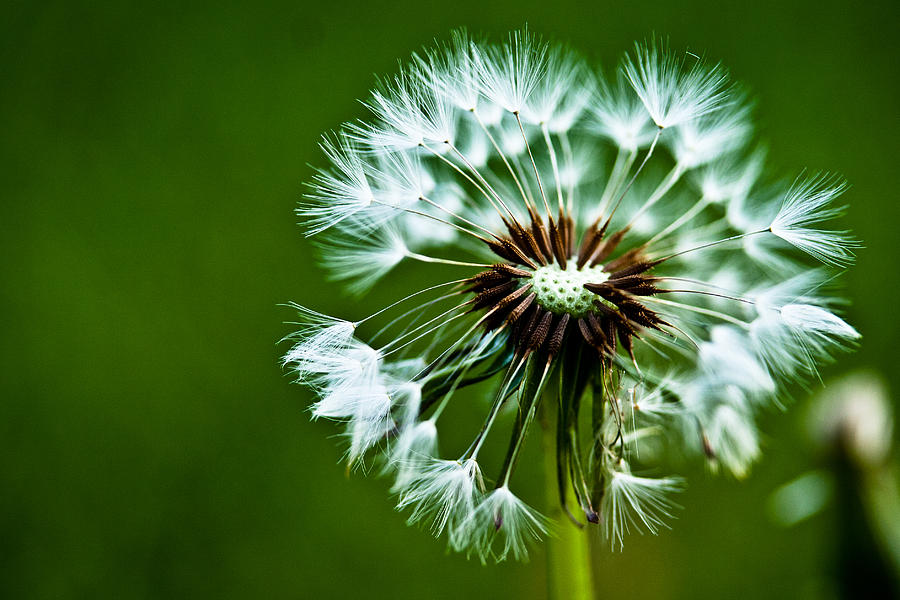 Nature Photograph - Dandelion by Toni Johnson