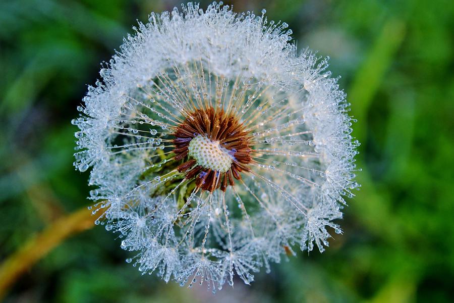 Dandelion With Dew Drops by Werner Lehmann