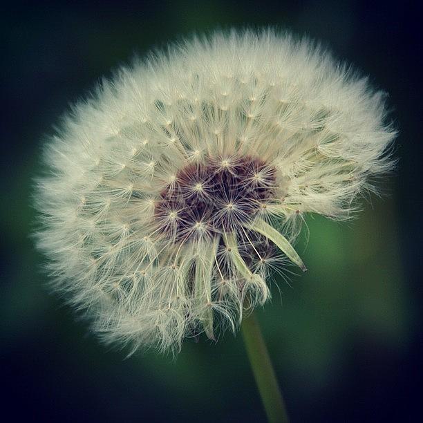 Nature Photograph - #dandelionpuff #dandelion #puff #plant by Julia Meyer