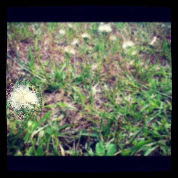 Nature Photograph - Dandelions. #instagood #instaphoto by Leslie Drawdy ☀