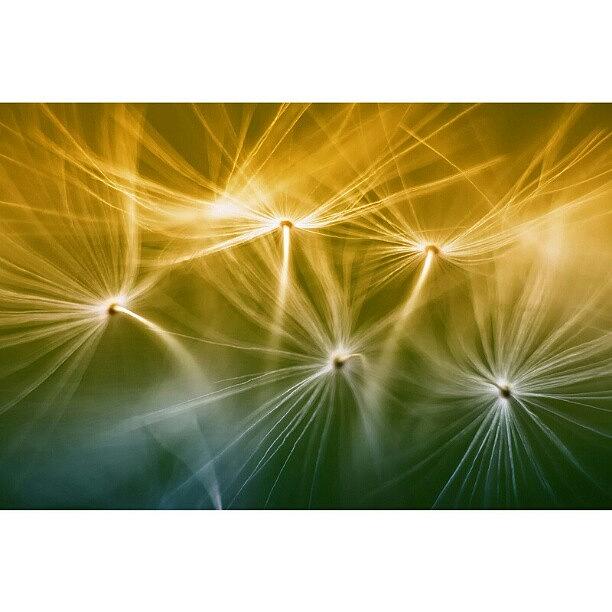 Nature Photograph - Dandelions #iphonesia #instagood by Robin Hedberg