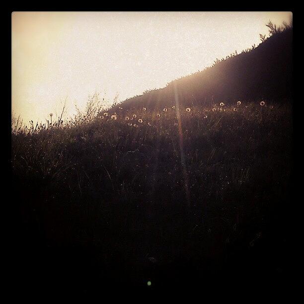 Nature Photograph - #dandelions On A #slope ... #grass by Linandara Linandara