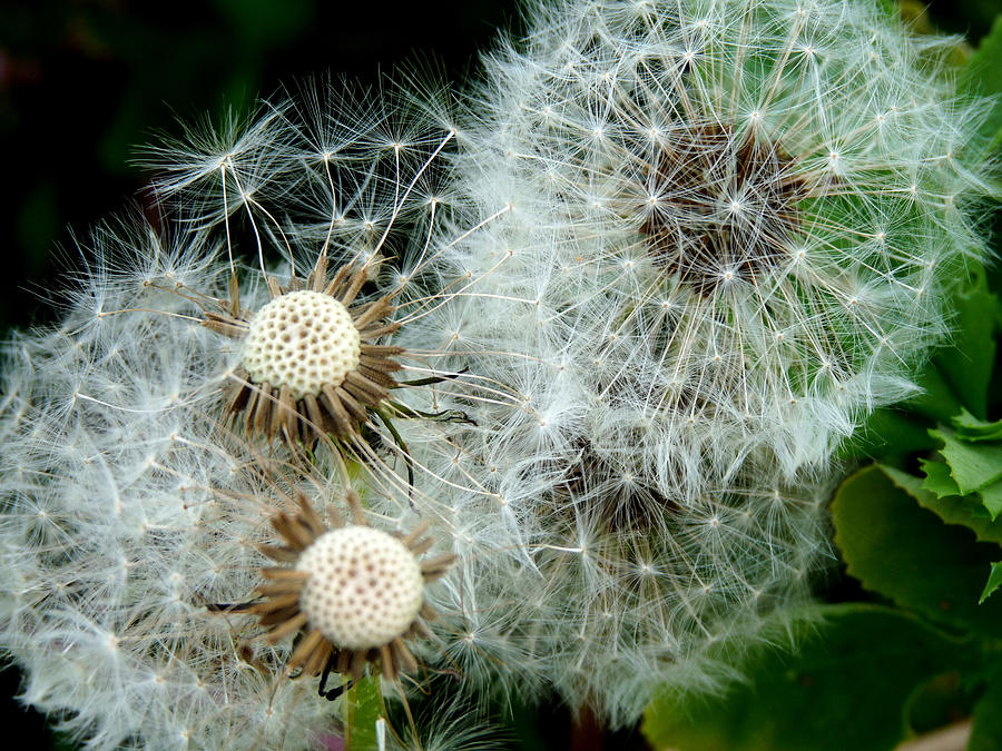 Dandelions Photograph by Terry Eve Tanner