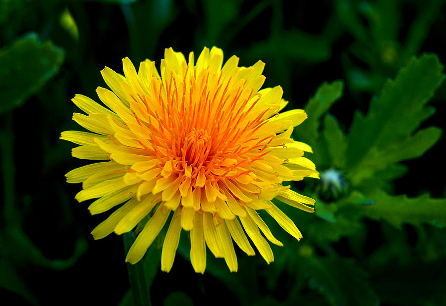Dandy Among Daisies Photograph by Bill Pevlor