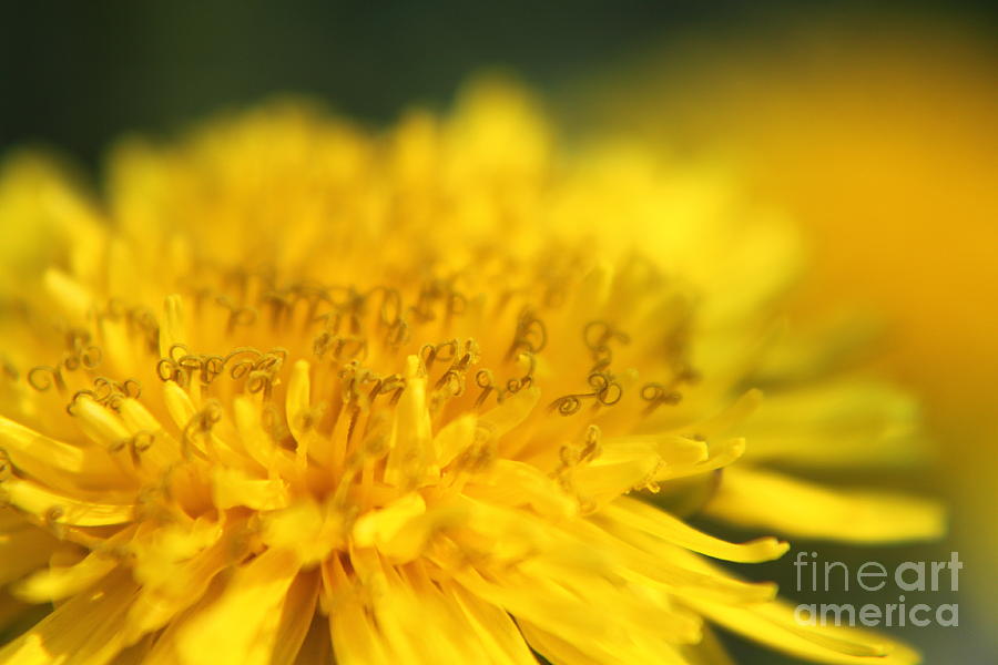 Dandy Lion Photograph by Shannon Petree | Pixels